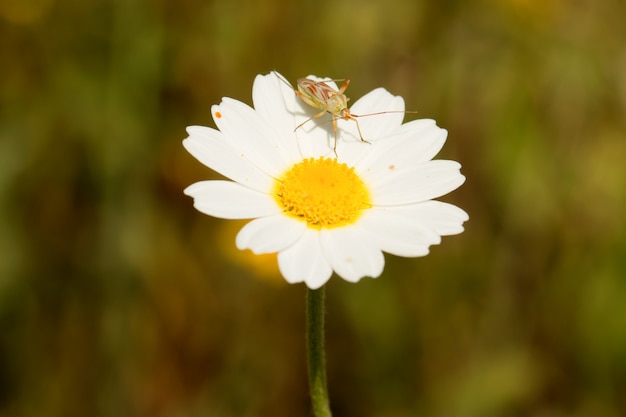 Macro van wilde madeliefjes in het veld