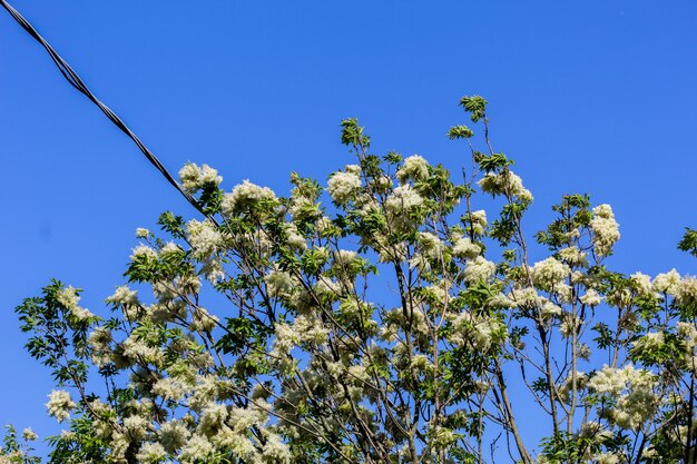 Macro van witte bloemen op een landpad