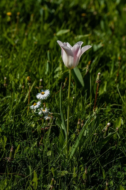 Macro van witte tulpen op een achtergrond van groen gras