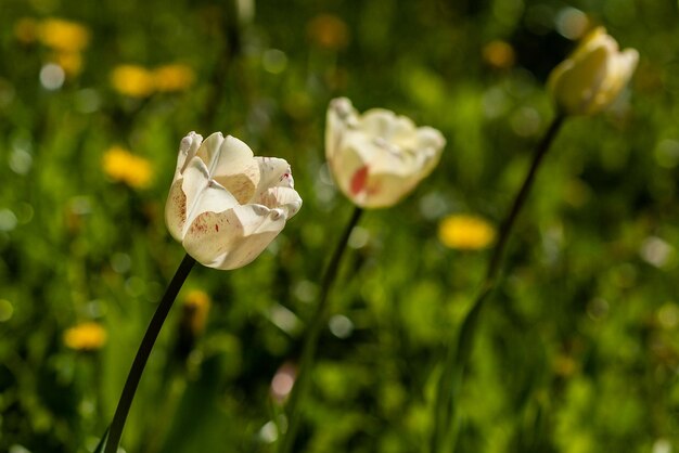 Macro van witte tulpen op een achtergrond van groen gras