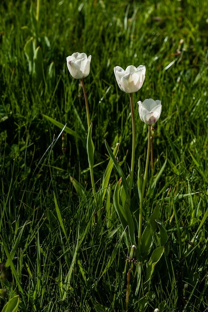 Macro van witte tulpen op een achtergrond van groen gras