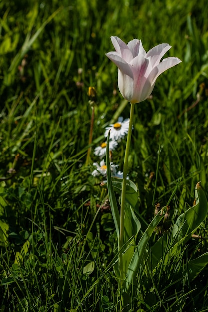 Macro van witte tulpen op een achtergrond van groen gras