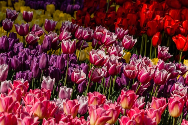 Macro veelkleurige tulpen op een achtergrond van groen gras