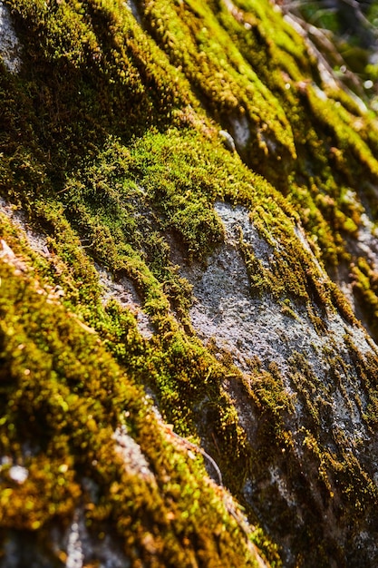 Macro of vibrant moss covering rocky surface