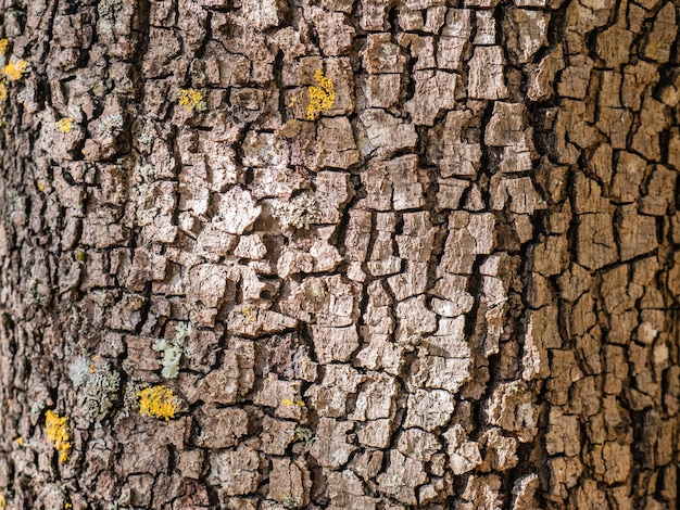 ひび割れや斑点のある地衣類の木の樹皮のマクロビュー