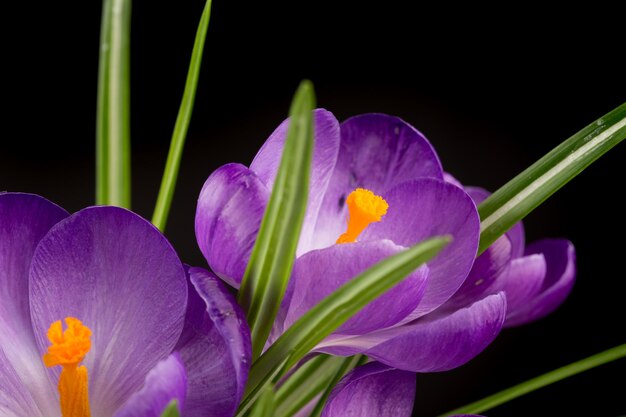 검은 봄 배경에 아름다운 크로커스 꽃의 매크로 보기