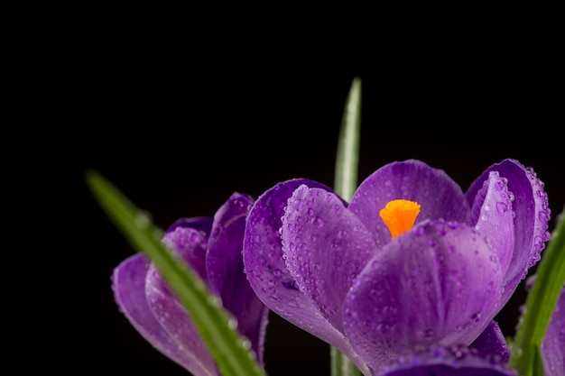 아름다운 크로커스 꽃의 매크로 보기