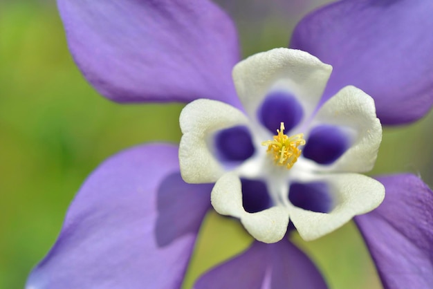Vista macro sulla bellissima columbine viola con cuore bianco che fiorisce in un giardino