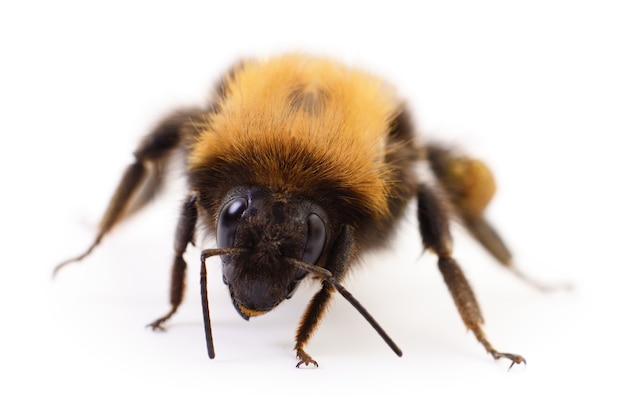 Macro view of bumblebee isolated