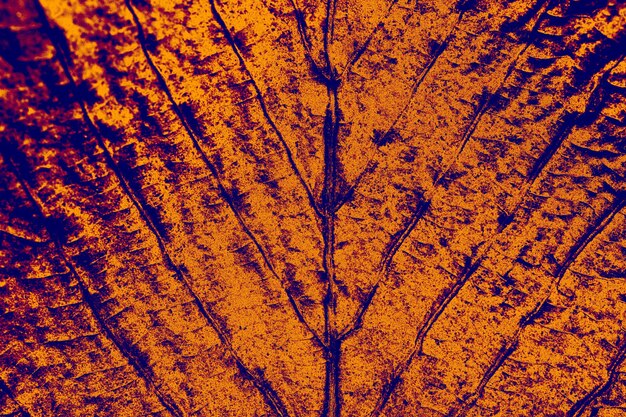 Macro view of dry leaf texture