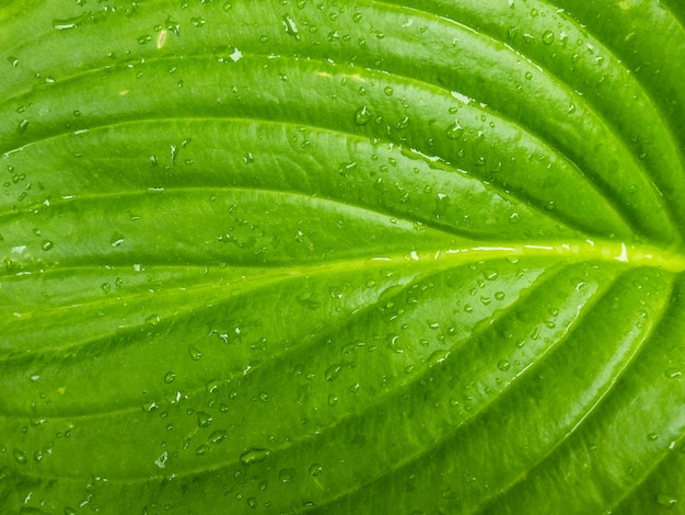 Macro view of a green leaf of a plant with water droplets