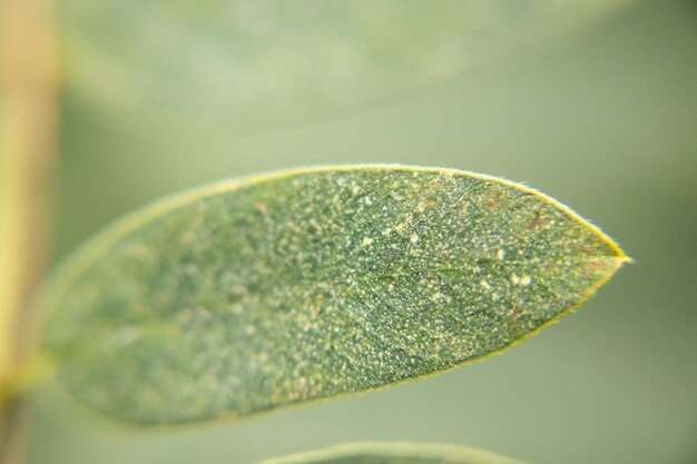 Macro view of a green leaf