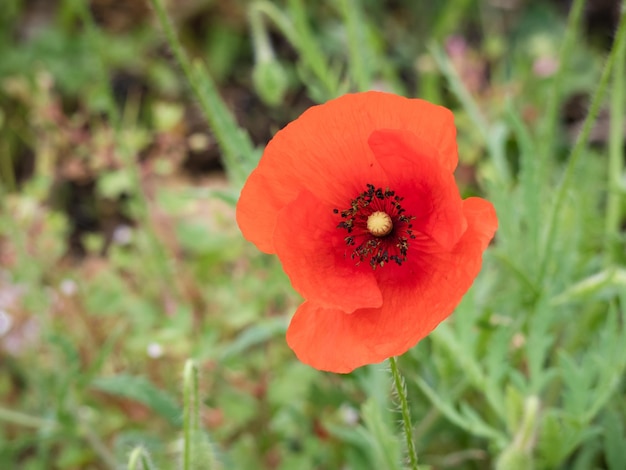 Макровид на огромный цветок мака Papaver rhoeas в полном расцвете перед летом в окружении листьев с зеленой растительностью на заднем плане