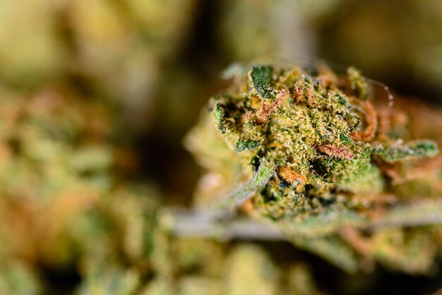 Macro view of marijuana buds Flower of the female cannabis plant