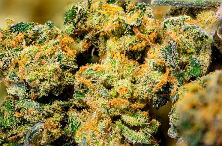マリファナの芽のマクロビュー女性の大麻植物の花