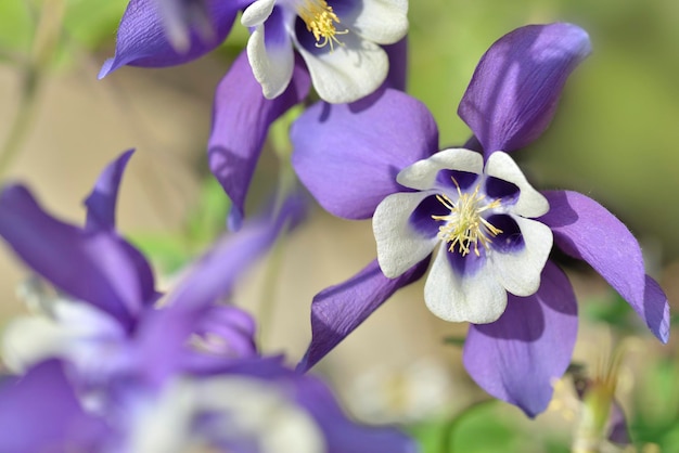 写真 庭に咲く白いハートと美しい紫色のオダマキのマクロビュー