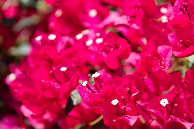 Macro view of pink bougainvillea flower nature