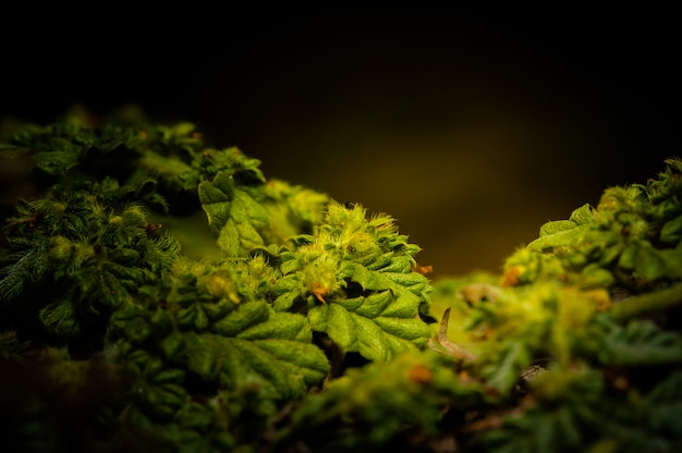 Photo macro view plants