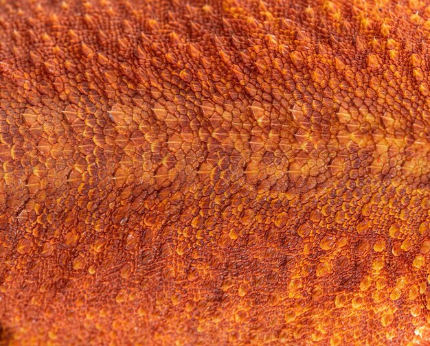 Macro view on pogona super extrem red super transparent scales