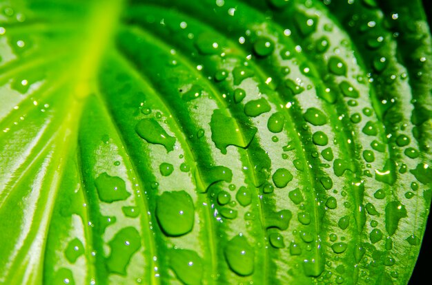 Macro view on rain drops on big green leaf outdoor