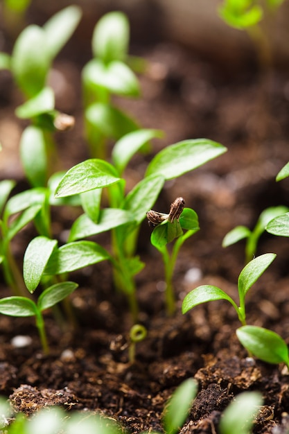 Macro view of sprout growing from seed, spring concept