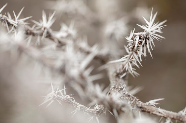 Macro view of tree branches with needle frost on it