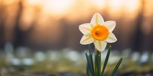 활기찬 수선화 꽃의 매크로 보기