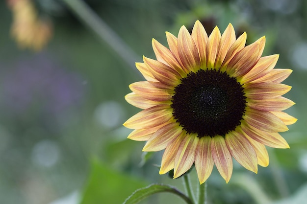 Macro view of yellow flower