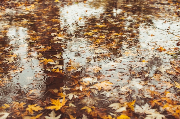 Macro view of yellow maple leaves in the pudde