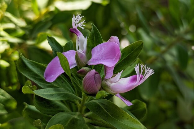 Macro fiore viola