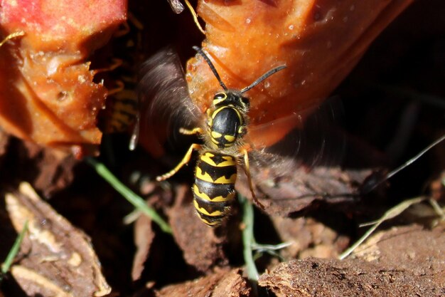 Photo macro of wasp mid flight in air