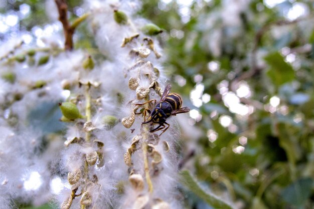 Photo macro of a wasp