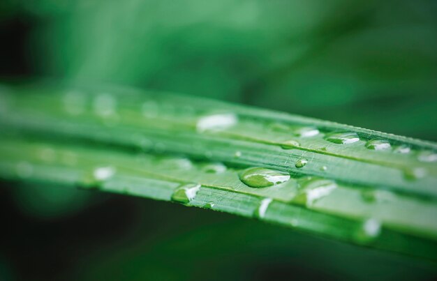 Macro goccia d'acqua sulla palma della signora