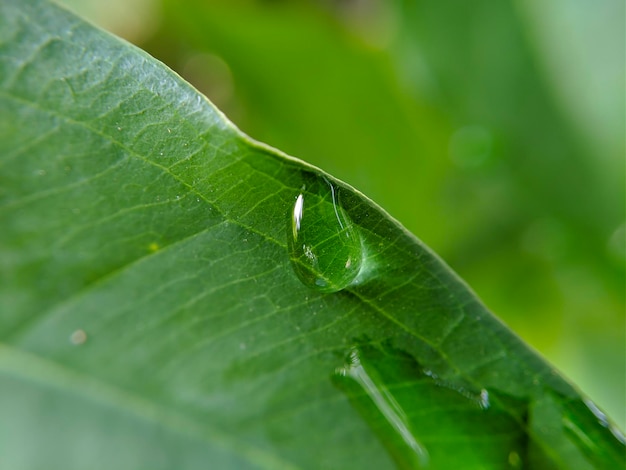 Macro of water drop texture on green leaves