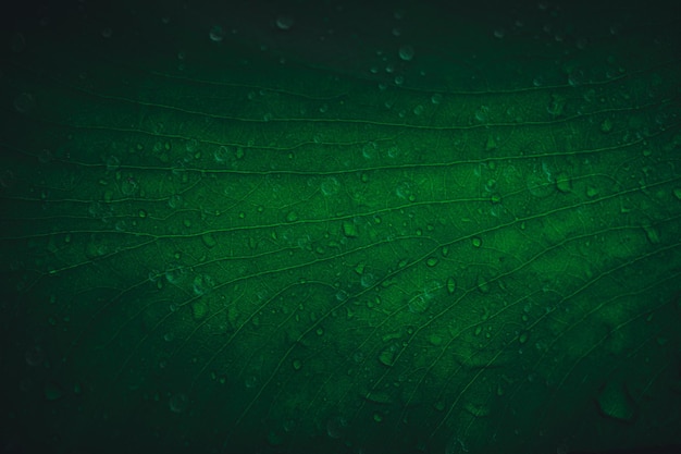 Macro water droplets on leaves love the environment