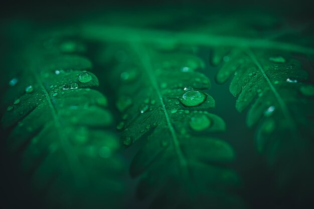 Macro water droplets on leaves love the environment