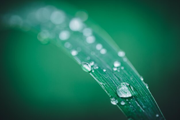 Macro water droplets on leaves love the environment