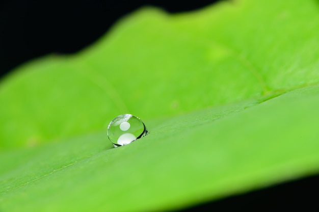 Macro di goccioline d'acqua sulle foglie in natura