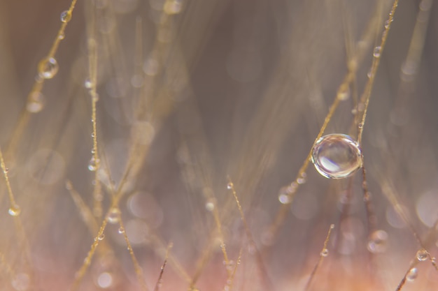 Macro water drops on grass flowers Bokeh background