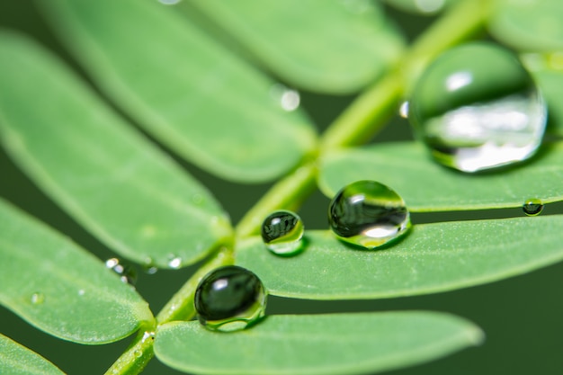 植物のマクロ水滴