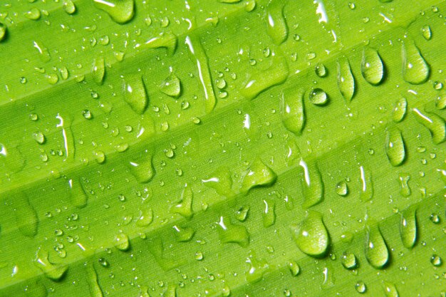 Macro water drops on plant