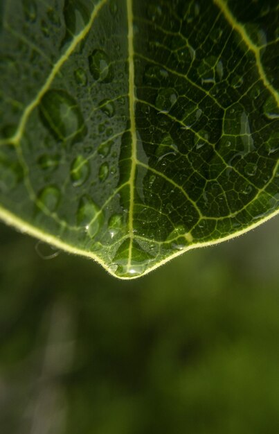 macro-weergave. waterdruppels en schaduwen, na de regen. Helder groene bladeren
