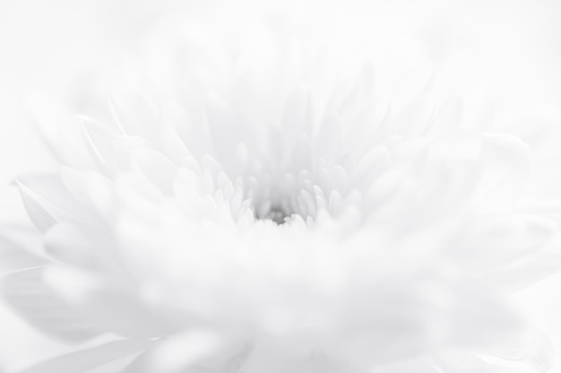 Macro white flower backdrop,beautiful white flowers background, close up white flower petals