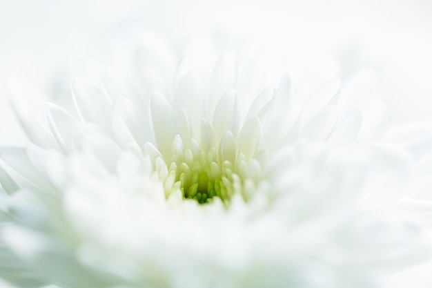 Macro white flower texture,over exposed light and soft closeup\
of white chrysant flower with center