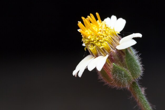 Macro white flower