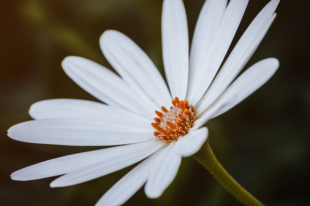 Macro of White flower