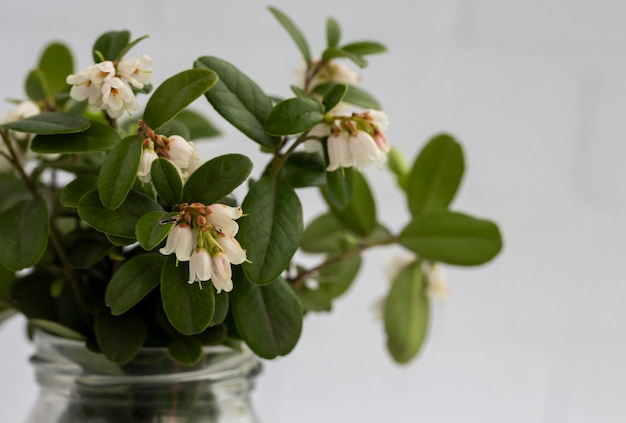 Macro White flowers of Vaccinium vitisidaea lingonberry partridgeberry mountain cranberry or cowberry selective focus