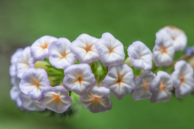 Macro white flowers