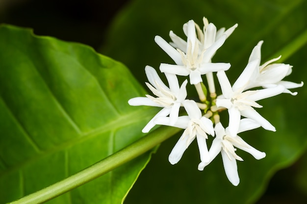 Macro white fresh coffee flower on tree in tropical field