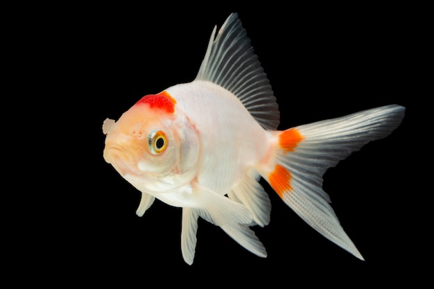 Macro White Goldfish